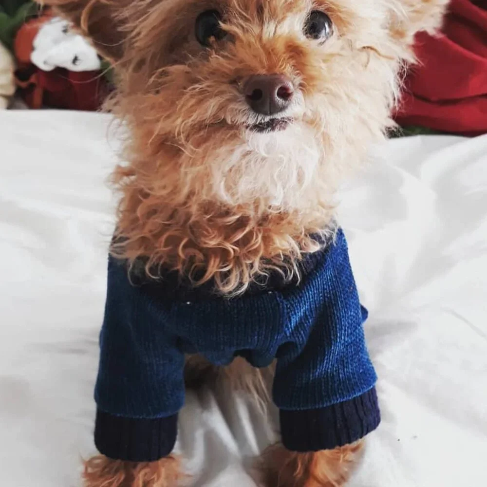 🐩 Clothes and Accessories for Dog Size S or XS  - Post 1 of 2 - Picture 8 of 16